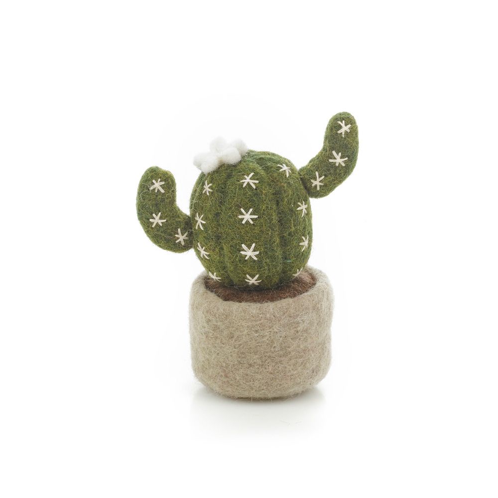 Vilten Barrel Cactus
