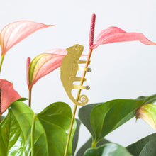 Afbeelding in Gallery-weergave laden, Plant Aminal: Kameleon
