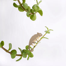 Afbeelding in Gallery-weergave laden, Plant Aminal: Kameleon
